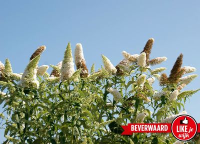 Foto 284 uit LIKEJEWIJK FOTO'S_3