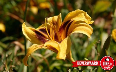 Foto 61 uit LIKEJEWIJK FOTO'S_3