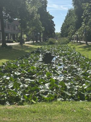 Foto 363 uit Rondje Beverwaard 2026