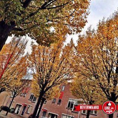 Foto 58 uit LIKEJEWIJK FOTO'S