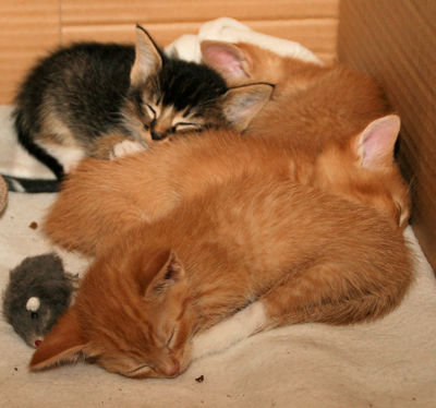 Foto 10 uit Coendersburchdam