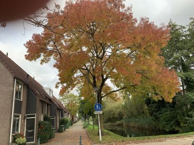 Foto 445 uit Rondje Beverwaard 2026