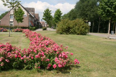 Foto 107 uit StratenBEVERWAARD