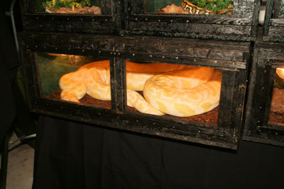 Foto 31 uit HalloWeen27-10-12