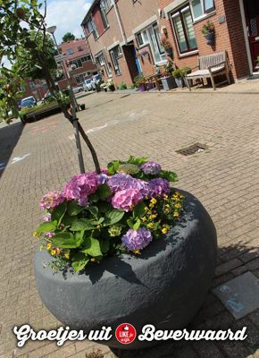 Foto 47 uit LIKEJEWIJK-2016