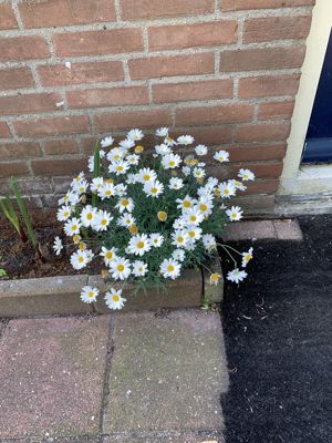 Foto 238 uit Rondje Beverwaard 2026