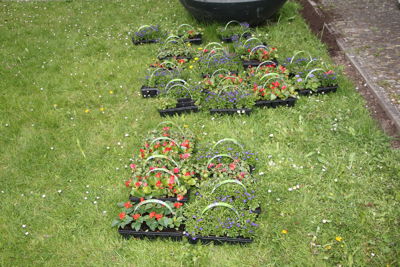 Foto 2 uit Plantjes Ijselburgh