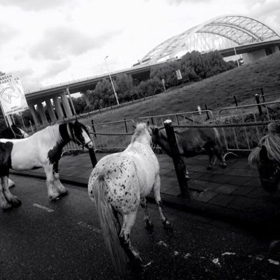 Foto 2 uit Paardenmarkt29-6