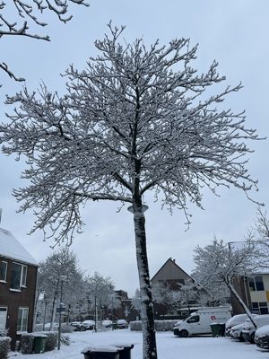 Foto 10 uit X- Sneeuw in de Beverwaard 2026