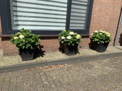 Foto 328 uit Rondje Beverwaard 2026