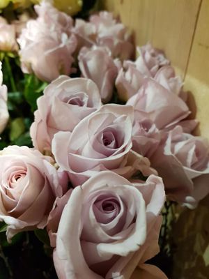 Foto 13 uit De Bloemenboetiek