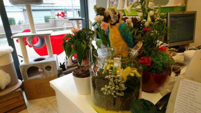 Foto 27 uit Dieren Zaak Catdox