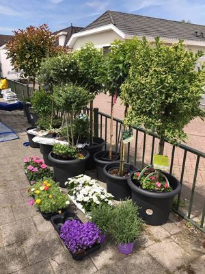 VrolijkSevenaerstraat