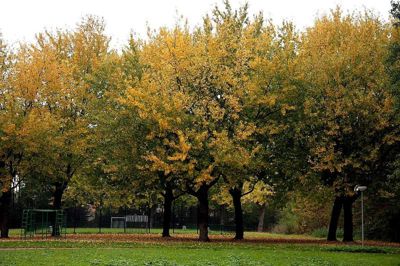 Foto 29 uit Herfst In Beverwaard