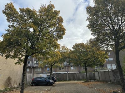 Foto 50 uit X-Herfst Verschillende jaren  2026