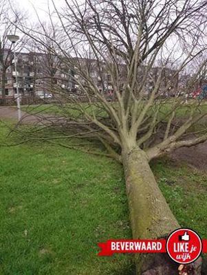 Foto 80 uit LIKEJEWIJK FOTO'S_3