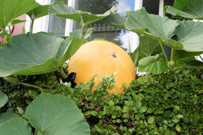 Foto 4 uit Pompoen in Bloei