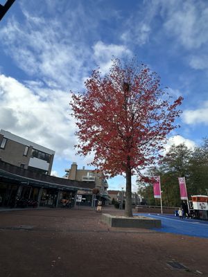 Foto 61 uit X-Herfst Verschillende jaren  2026