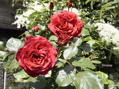 Foto 33 uit opzomeren 2005