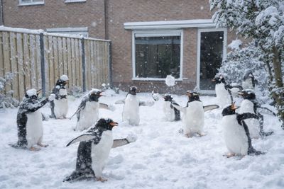 Foto 41 uit X- Sneeuw in de Beverwaard 2026