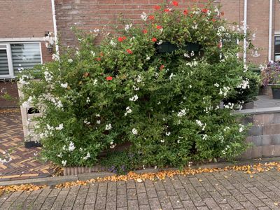 Foto 452 uit Rondje Beverwaard 2026