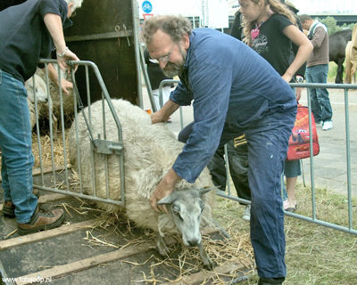 Foto 54 uit Paardenmarkt new07