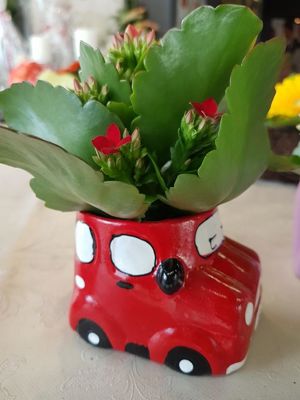 Foto 89 uit NeelyshaBloemen