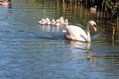 Foto 11 uit ZwaanMet8Jongen