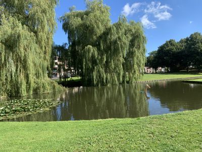 Foto 250 uit Rondje Beverwaard 2026