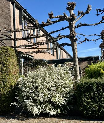 Foto 196 uit Rondje Beverwaard 2026