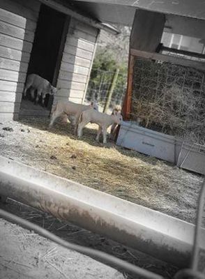 Foto 3 uit Schaapjes Geboren