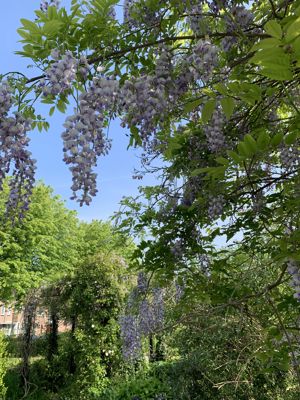 Foto 229 uit Rondje Beverwaard 2026