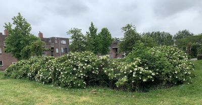 Foto 75 uit Rondje Beverwaard 2026