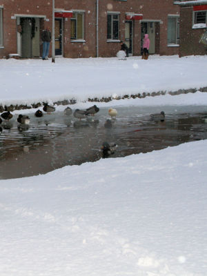 Foto 61 uit Kerst Beverwaard09