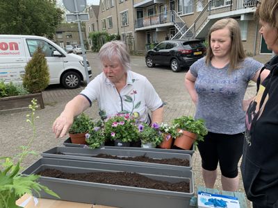 Foto 10 uit PlantenAlerdincksingel