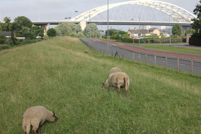 Foto 3 uit Paardenmarkt 2018