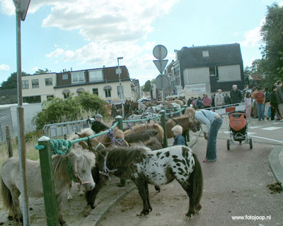 Foto 10 uit Paardenmarkt new07