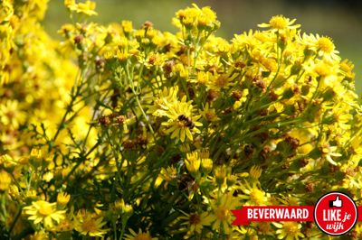 Foto 282 uit LIKEJEWIJK FOTO'S_3