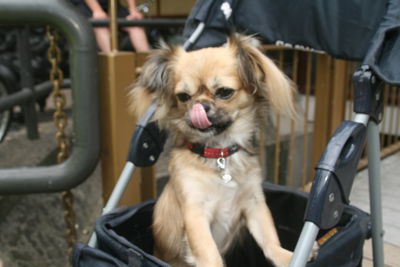 Foto 233 uit Ouderen4Daagse2017