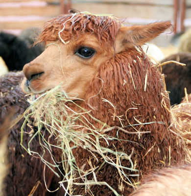 Foto 15 uit Sinterklaas 2009B.W