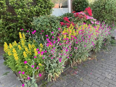 Foto 312 uit Rondje Beverwaard 2026