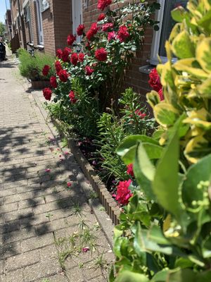 Foto 37 uit Lente En Zomer 2022