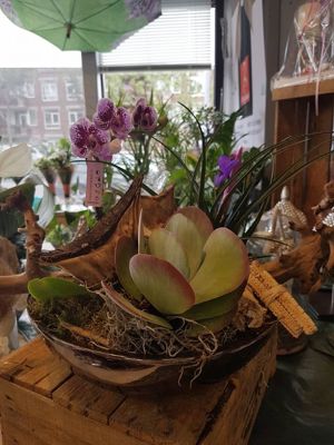 Foto 95 uit NeelyshaBloemen