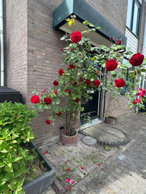 Foto 595 uit Rondje Beverwaard 2026