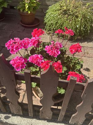 Foto 369 uit Rondje Beverwaard 2026