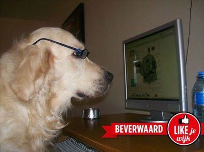 Foto 256 uit LIKEJEWIJK FOTO'S_2