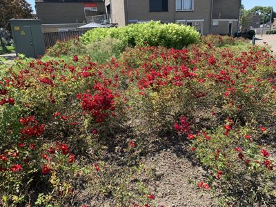 Foto 344 uit Rondje Beverwaard 2026