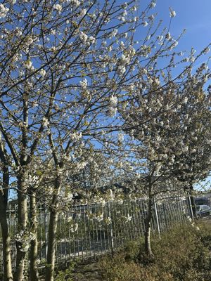 Foto 259 uit Rondje Beverwaard 2026