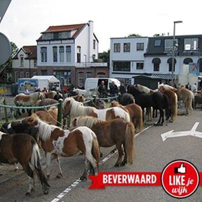 Foto 12 uit Paardenmarkt25-6