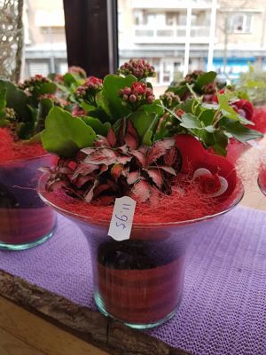 Foto 72 uit NeelyshaBloemen